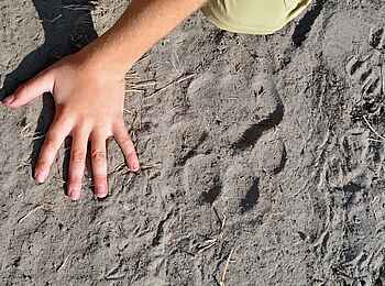 Shumba Camp: Spurenleser Shumba Camp: Spurenleser