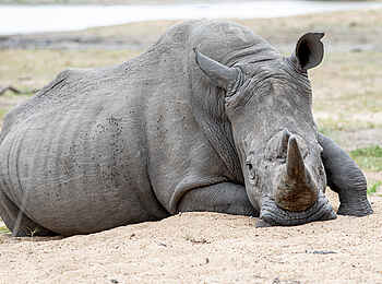 Simbavati Waterside Lodge: Ein Breitmaulnashorn Simbavati Waterside Lodge: Ein Breitmaulnashorn