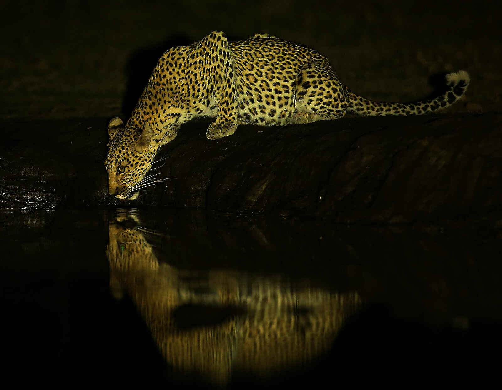 Kavinga Safari Camp: Trinkender Leopard Kavinga Safari Camp: Trinkender Leopard