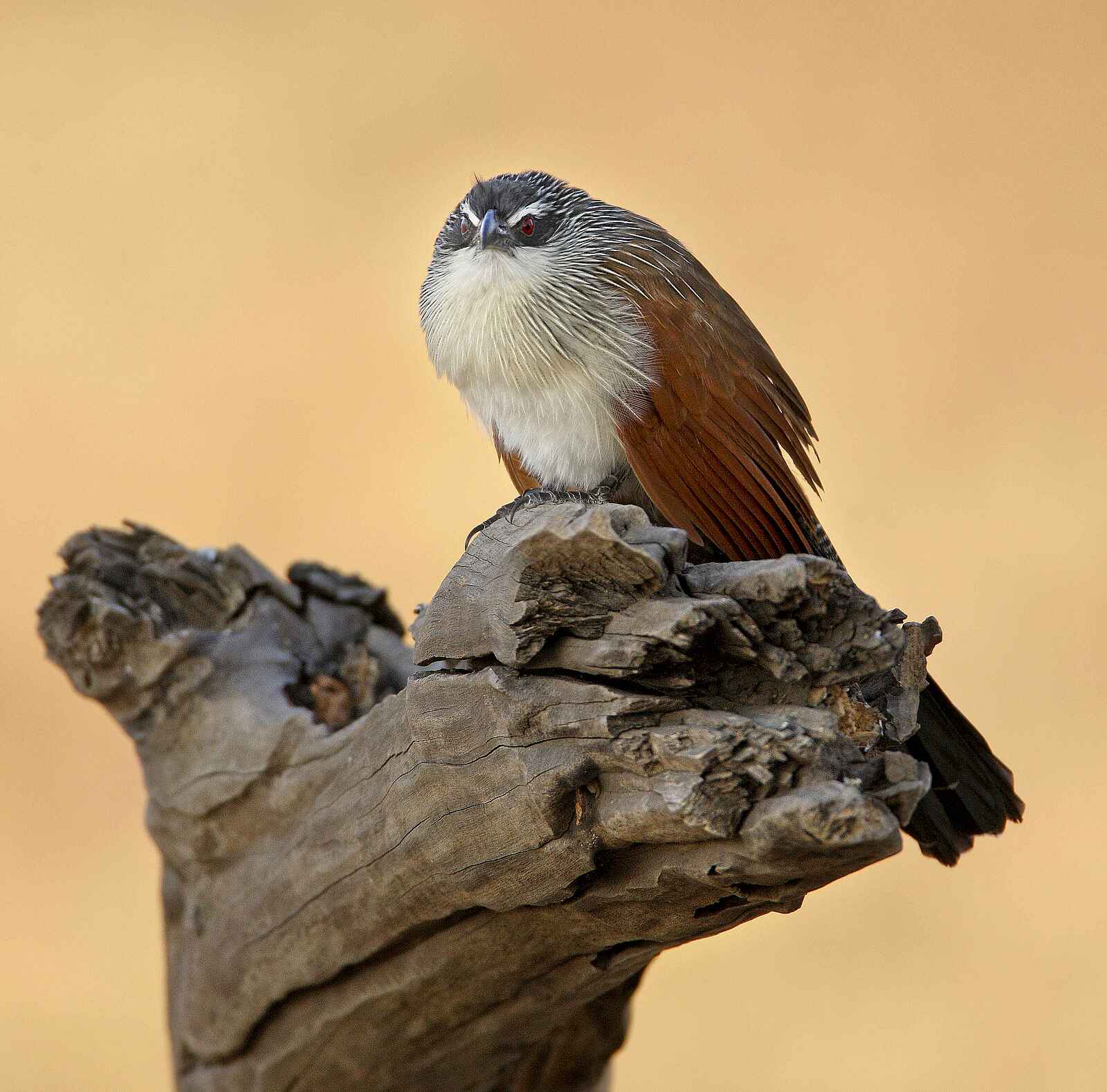 Mapazi Camp: Coucal Mapazi Camp: Coucal