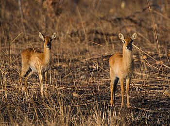 Ntemwa Busanga Bushcamp: Pukus im Gras