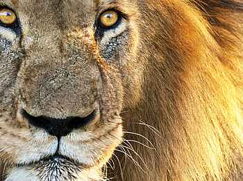 Olare Mara Kempinski: Löwenblick