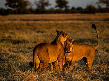 Selinda Camp: Löwen bei Sonnenuntergang