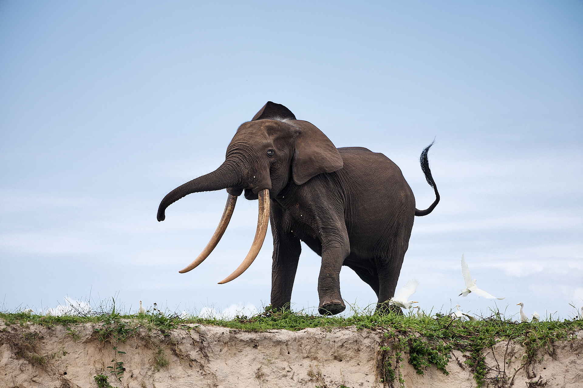 Sette Cama Eco Camp: Waldelefant 