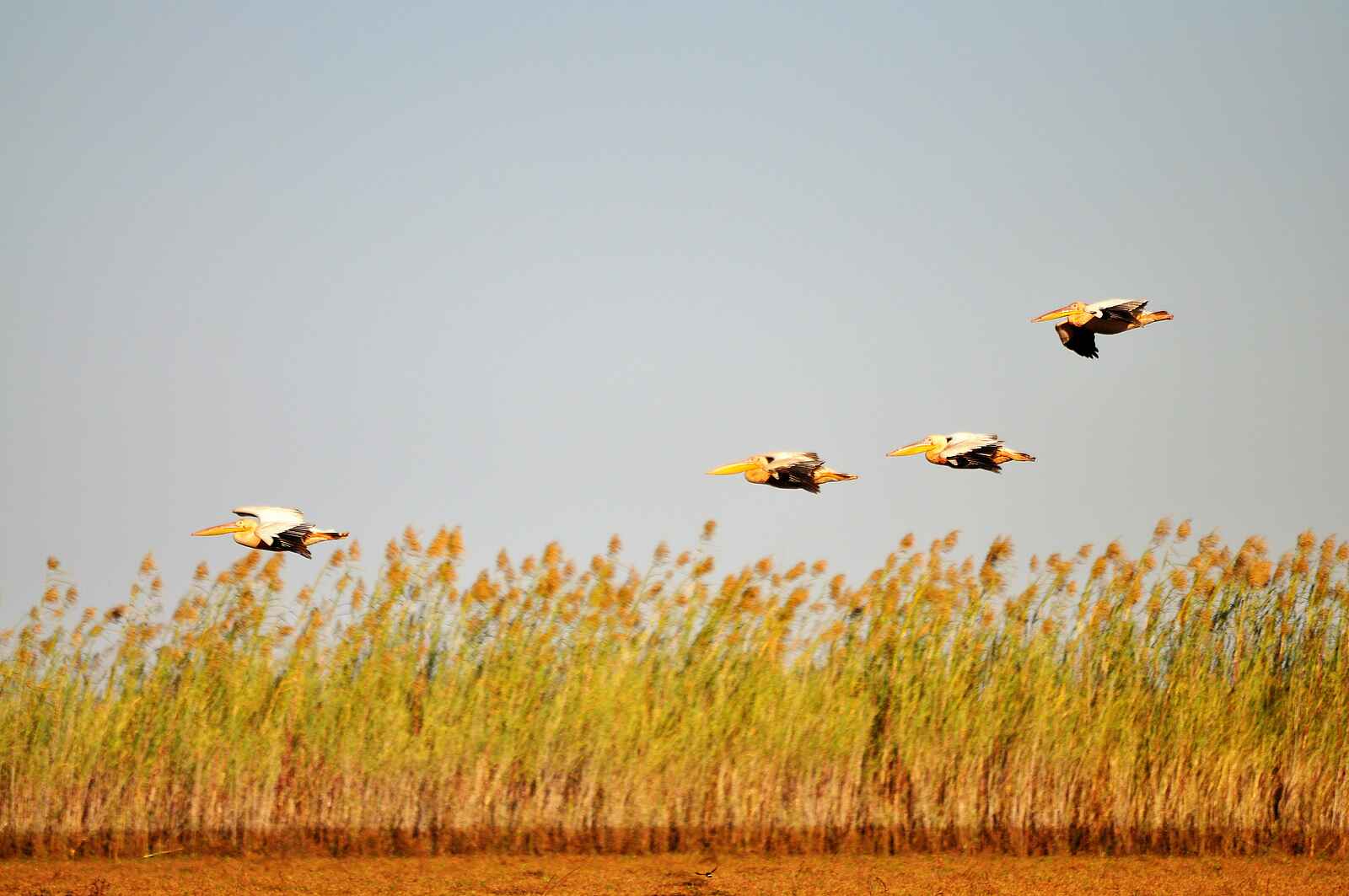 Shoebill Island Camp: Fliegende Pelikane Shoebill Island Camp: Fliegende Pelikane