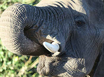 Tuli Safari Lodge Mashatu: Elefant beim Essen
