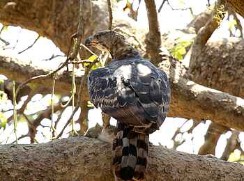 Tusk and Mane Safaris: Crowned Eagle mit Affenbeute Tusk and Mane Safaris: Crowned Eagle mit Affenbeute