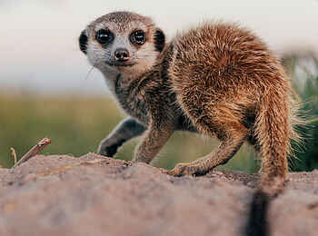 Camp Kalahari: Meerkatze