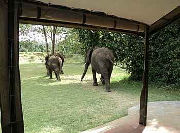 Governors' Camp: Elefanten vor der Terrasse Governors' Camp: Elefanten vor der Terrasse