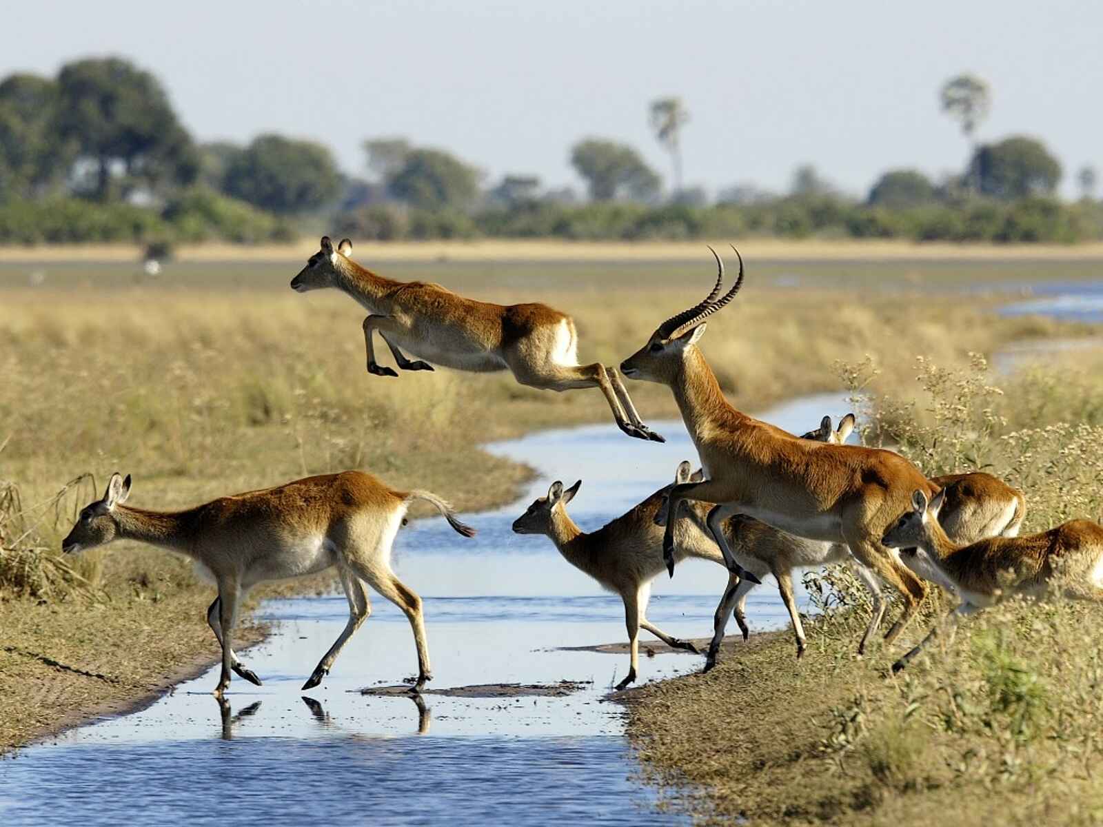 Jacana Camp: Rote Moorantilopen Jacana Camp: Rote Moorantilopen