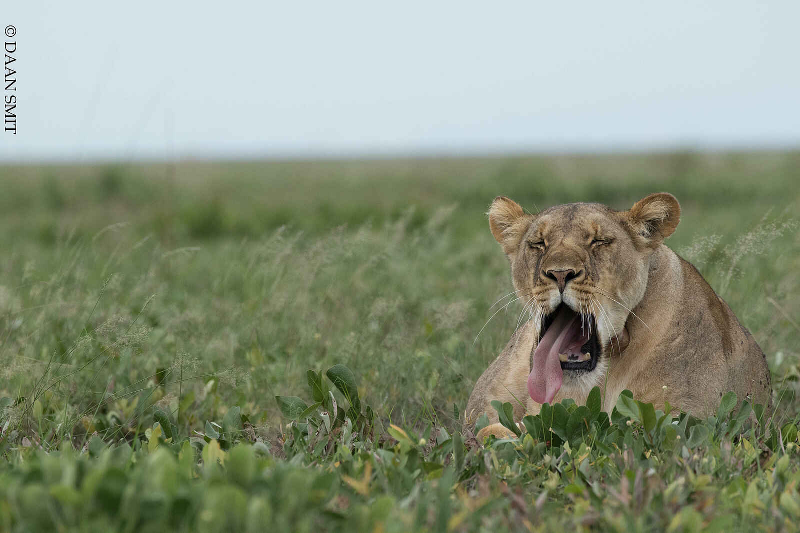 King Lewanika Lodge: Eine müde Löwin King Lewanika Lodge: Eine müde Löwin