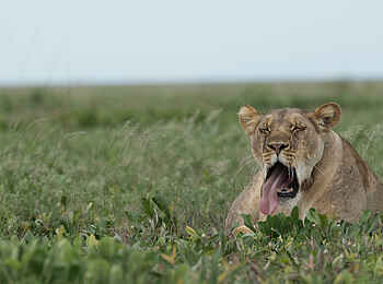 King Lewanika Lodge: Eine müde Löwin King Lewanika Lodge: Eine müde Löwin