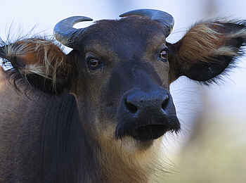 Loango Savannah Camp: Büffel Portrait