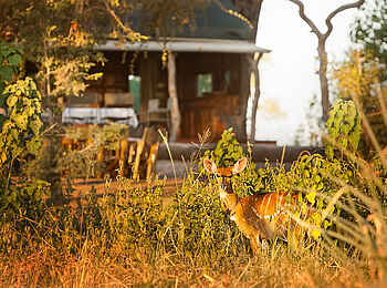 Macatoo Camp: Kudu auf dem Campgelände