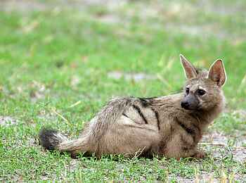 Machaba Camp: Aardwolf Machaba Camp: Aardwolf