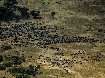 Mara Plains Camp: Die Great Migration Mara Plains Camp: Die Great Migration