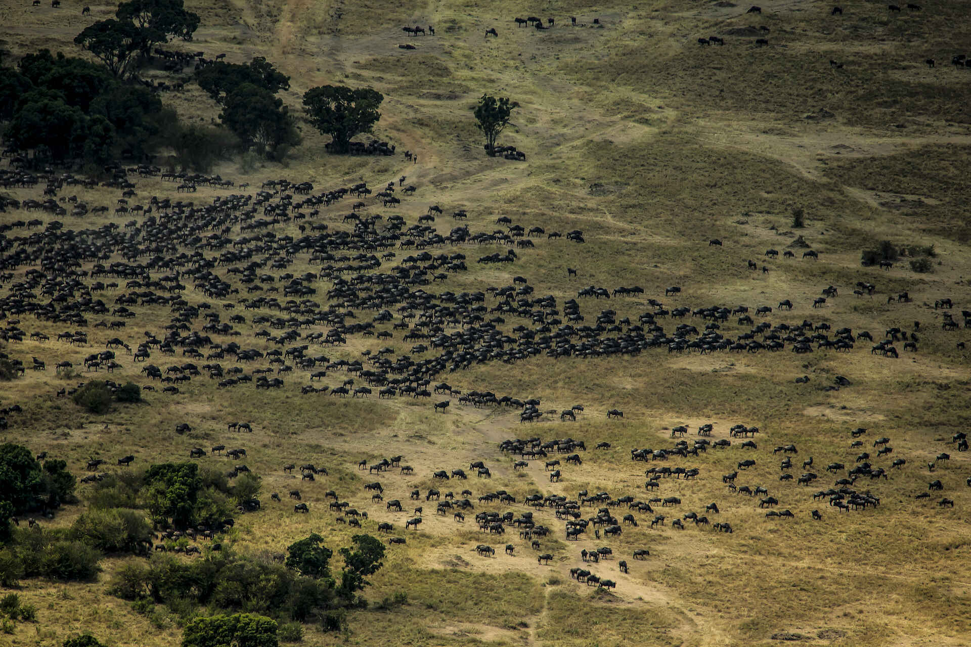 Mara Plains Camp: Die Great Migration