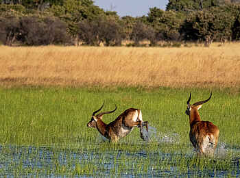 Mbamba: Lechwe im Wasser Mbamba: Lechwe im Wasser