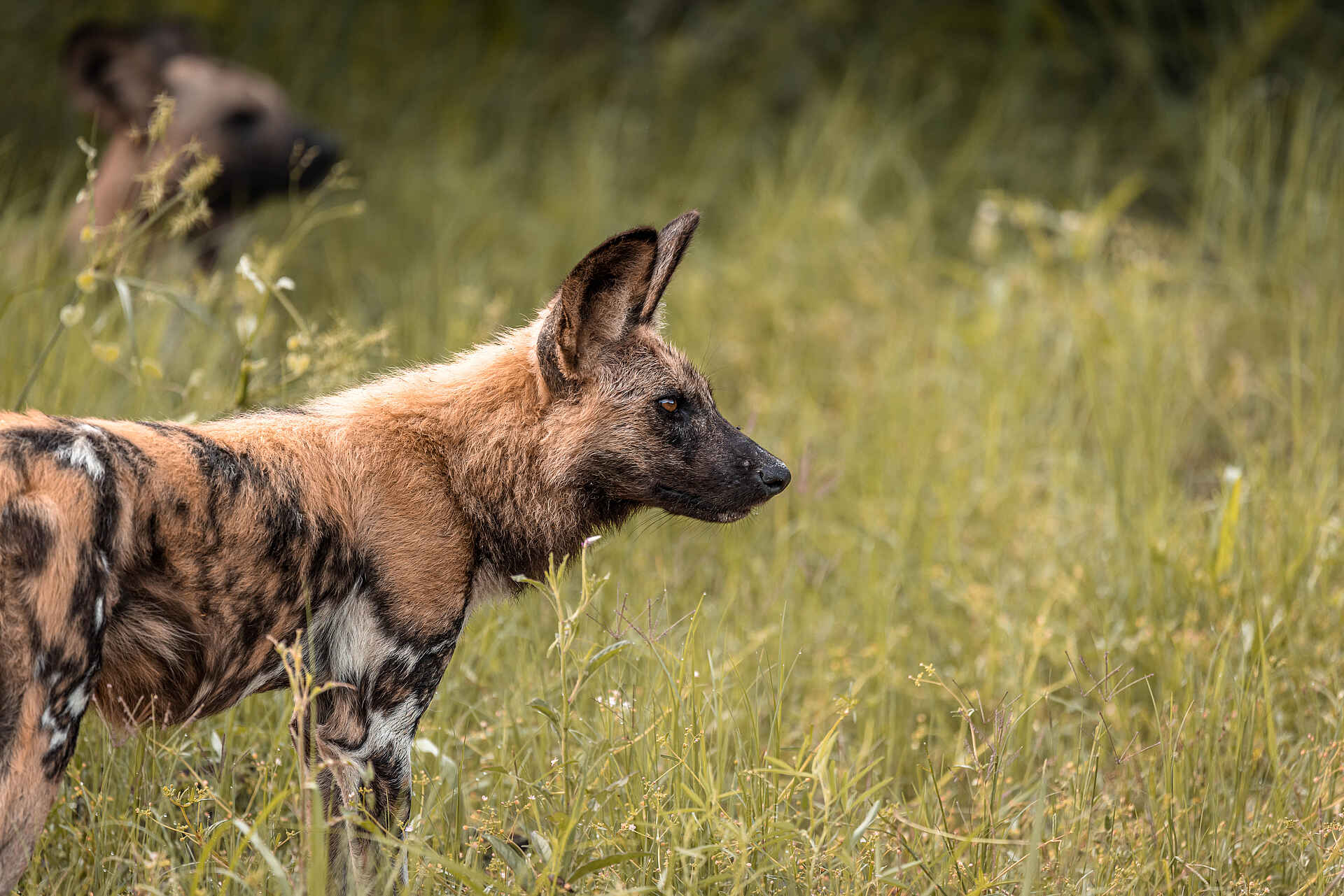 Nkasa Linyanti: Wildhund Nkasa Linyanti: Wildhund