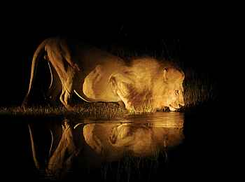 Pom Pom Camp: Trinkender Löwe Pom Pom Camp: Trinkender Löwe