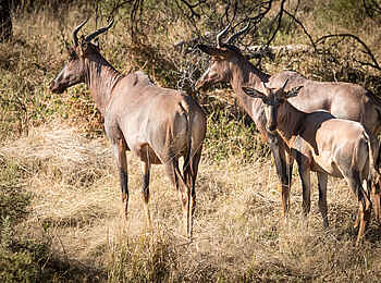 Rra Dinare Camp: Gruppe von Leierantilopen
