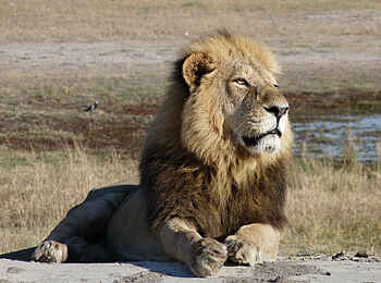 Sango Safari Camp: Löwe