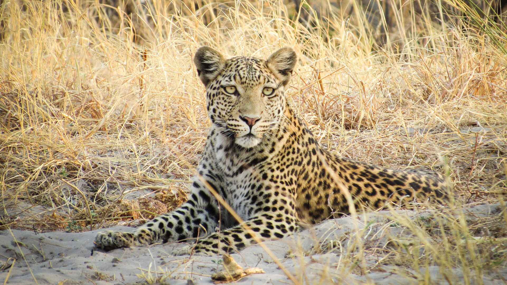Savute Safari Lodge: Leopard
