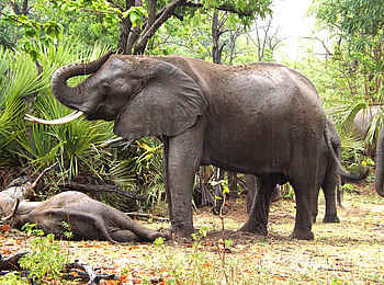 Selous Impala Camp: Elefant im Regen