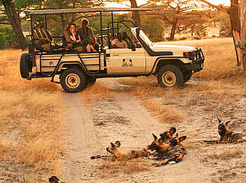Selous Impala Camp: Wildhundsichtung bei Safari