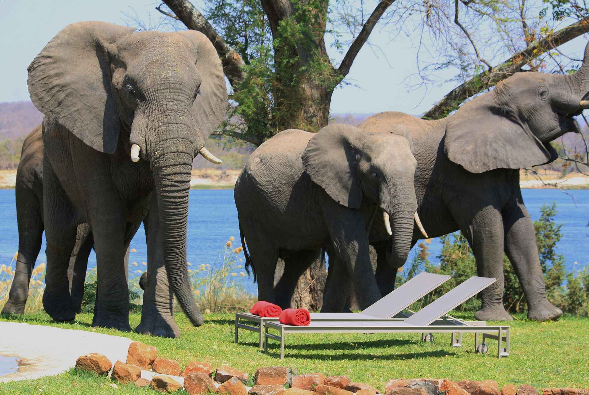 The River Farmhouse: Elefanten besuchen den Pool africa, afrikarma, all inclusive, amy lea, babysitting, bilder, bildergallerie, Birding, buchen, buchung, charmaine brogan, familie, familien, fluss, gavin whyte, gruppe, haus, information, informieren, john leader, kinder, kleingruppe, Krokodil, michael voack, nachhaltigkeit, Nilpferd, privathaus, reise, reisen, reiseveranstalter, safari, sambesi, sambia, south zambia, southern Zambia, süd-sambia, swimming pool, tessa prior, the river farmhouse, urlaub, victoria falls, Victoria Falls National Park, Victoria Falls Nationalpark, viktoriafälle, Vögel, vollpension, wasser, wasserfall, waterberry lodge, www.afrikarma.de, zambezi, zambia, big 5, big five, central facilities, elefant, fauna, großwild, infinity pool, main area, pflanzenfresser, pool, säuger, säugetiere, swimmingpool, tiere, zentrale einrichtungen