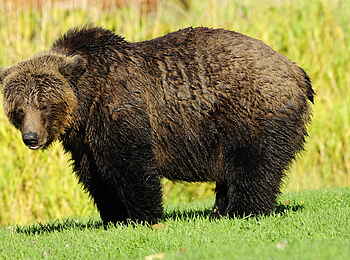 Tweedsmuir Park Lodge: Grizzly Bär