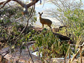 Waterberg Plateau Lodge: Klippspringer Waterberg Plateau Lodge: Klippspringer