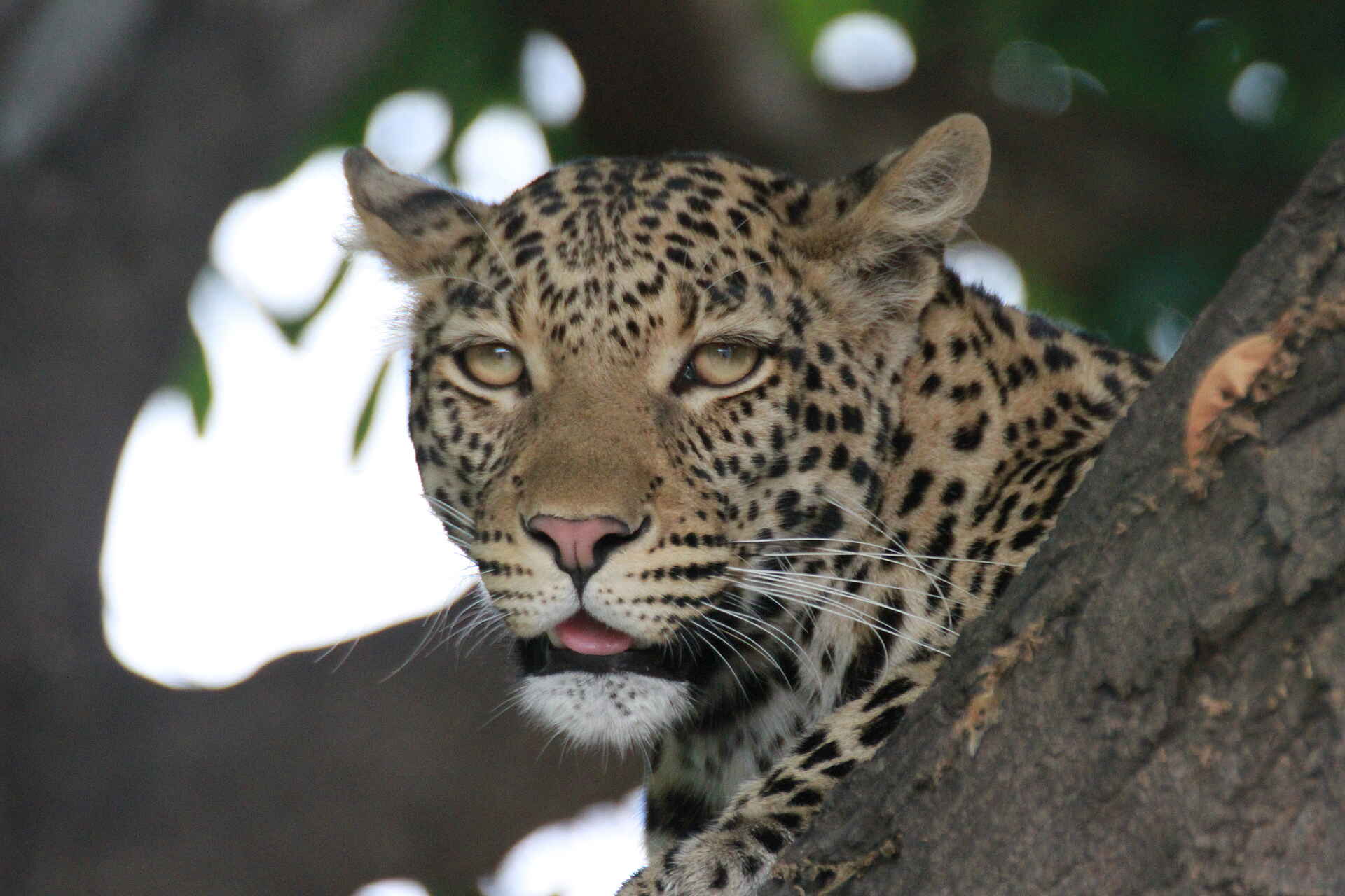 Desert & Delta Safaris: Leopardenporträt