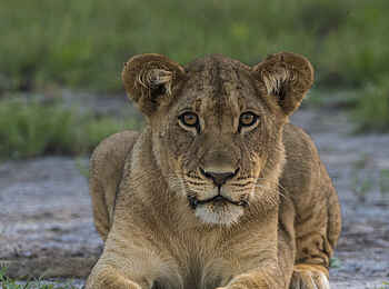 Leopard Plains: Ruhende Löwin Leopard Plains: Ruhende Löwin
