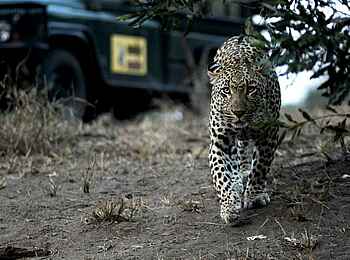 MalaMala Sable Camp: Leopard auf leisen Pfoten