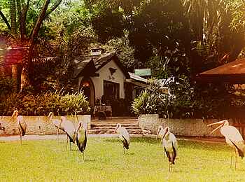 Mt. Meru Game Lodge: Nimmersattstörche