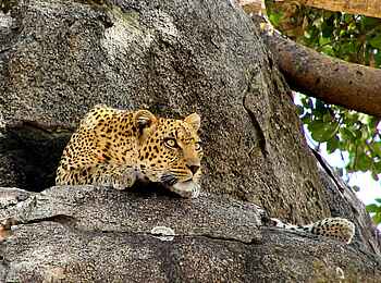 Namiri Plains Camp: Leopard
