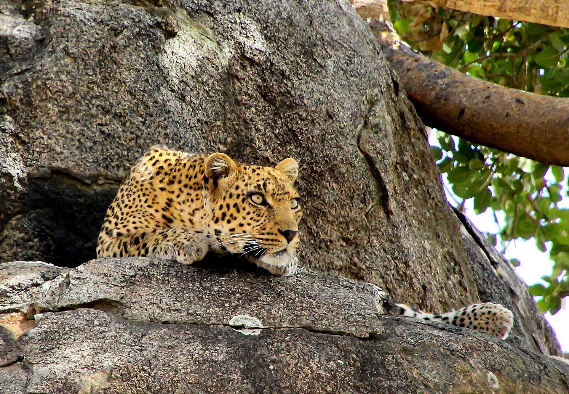Namiri Plains Camp: Leopard