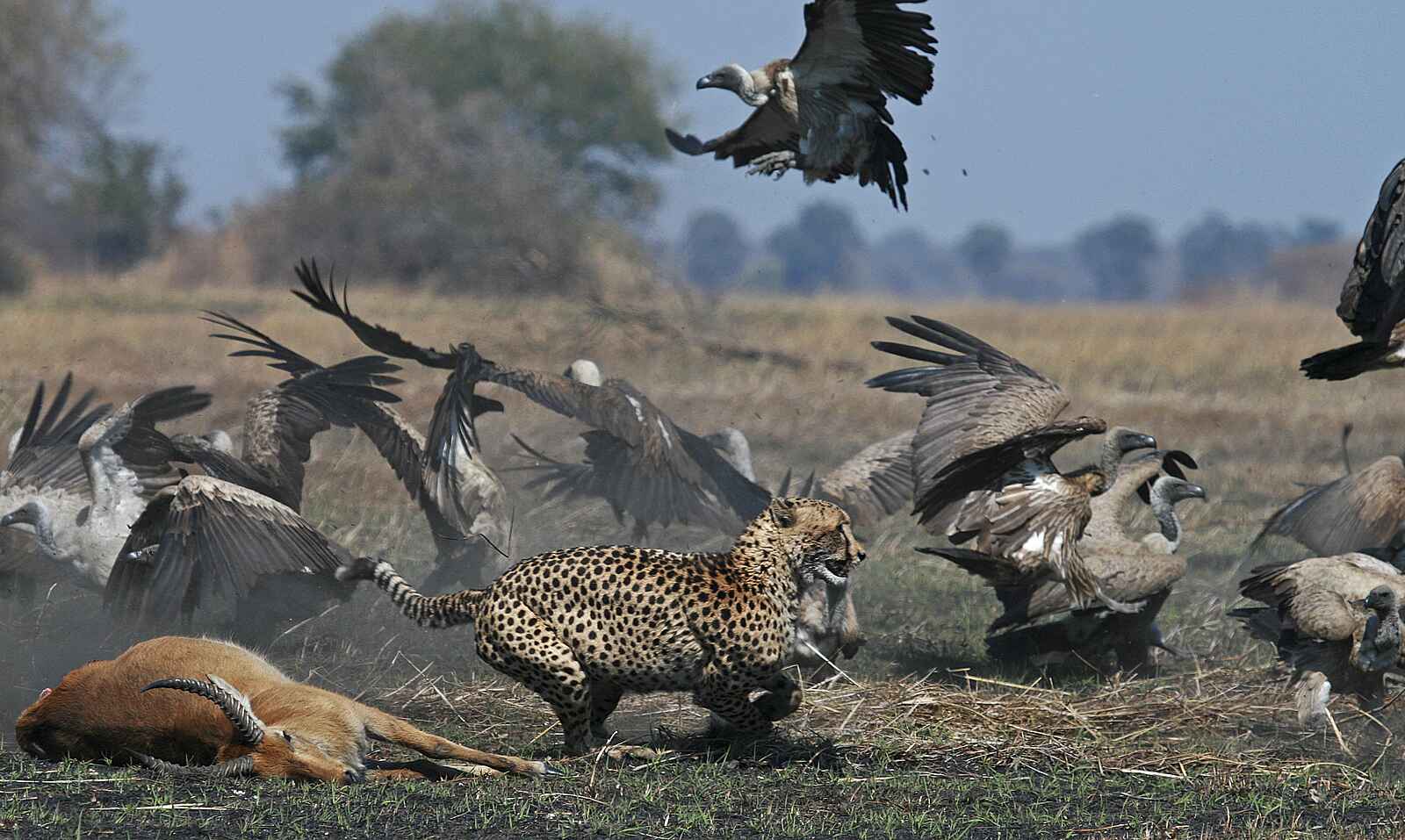 Ntemwa Busanga Bushcamp: Gepard verteidigt seine Beute vor Geiern Ntemwa Busanga Bushcamp: Gepard verteidigt seine Beute vor Geiern