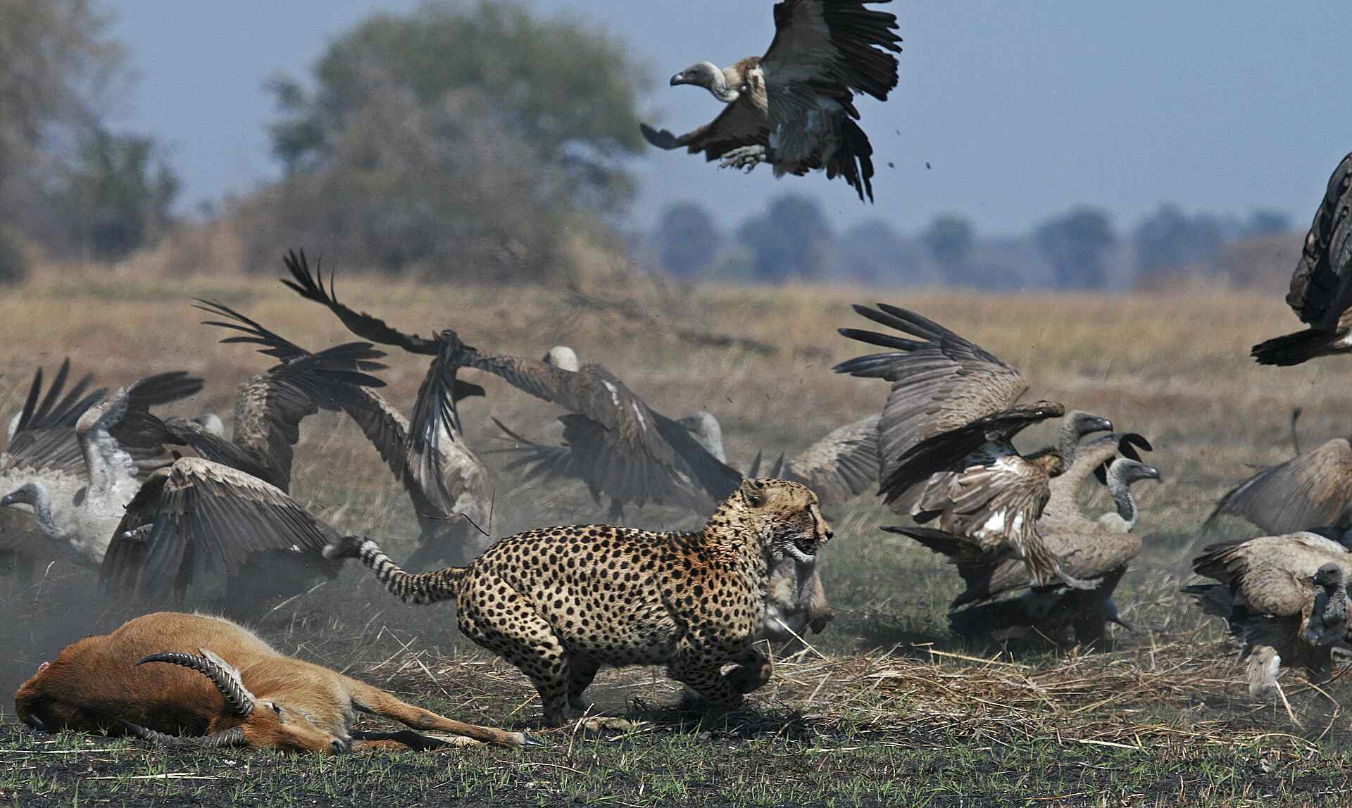 Busanga, Busanga Plains, Bushcamp, J&M Safaris, Jeffrey & McKeith Safaris, Kafue National Park, Ntemwa Busanga Bushcamp, Game Drive, Tier, Aas, Acinonyx Iubatus, Geier, Gepard, Afrikarma, Afrikarma Safaris, Afrikarma Safaris. Wildnis. Hautnah., Afrikarma.de