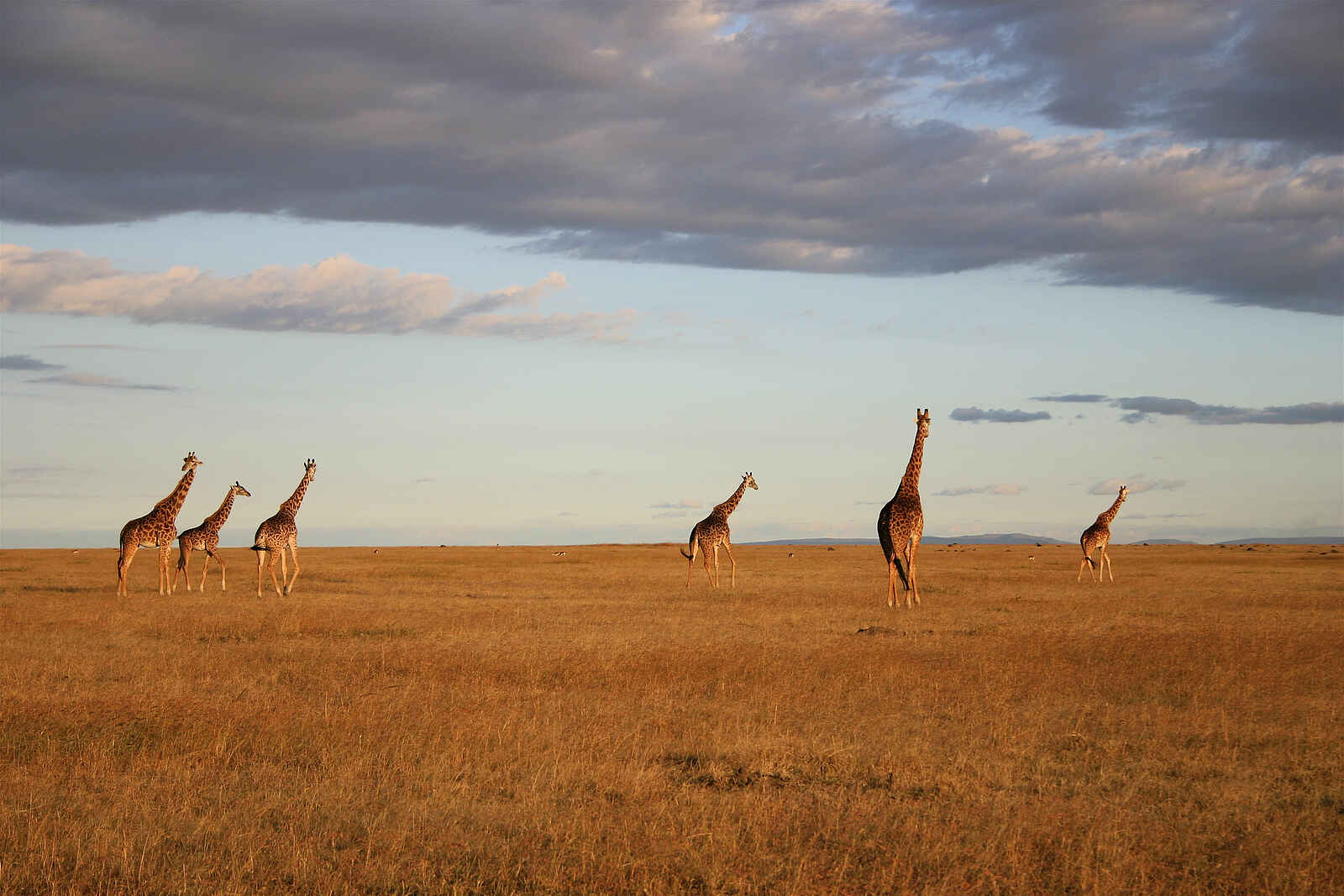 Richards River Camp: Giraffen Richards River Camp: Giraffen