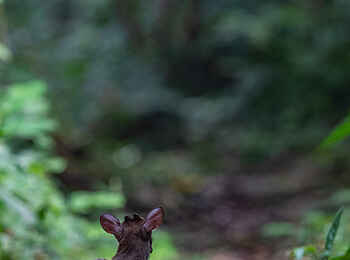 Sangha Lodge: Der in der Lodge sesshafte Duiker Sangha Lodge: Der in der Lodge sesshafte Duiker