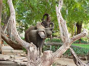 Tuli Safari Lodge Mashatu: Elefanten im Northern Tuli Game Reserve