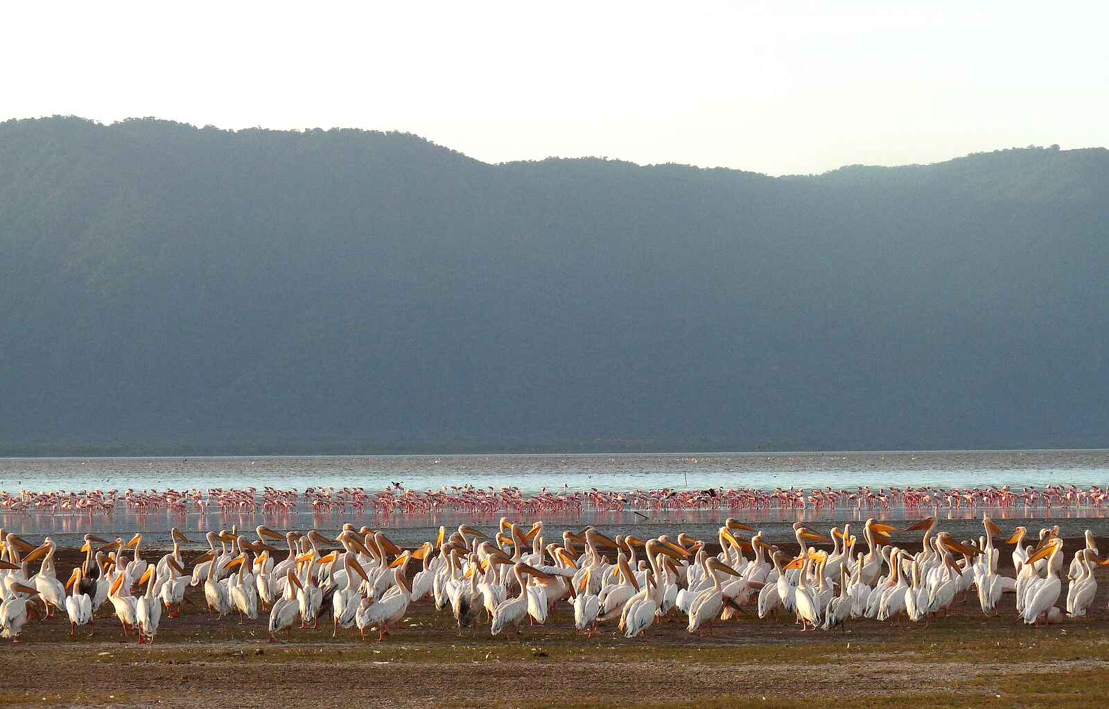 Chem Chem Lodge: Flamingos und Pelikane Chem Chem Lodge: Flamingos und Pelikane