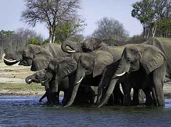 Davison's Camp: Elefanten löschen ihren Durst Davison's Camp: Elefanten löschen ihren Durst