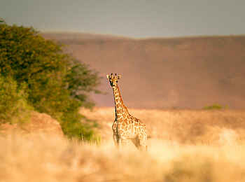 Desert Rhino Camp: Eine Giraffe im hohen Gras