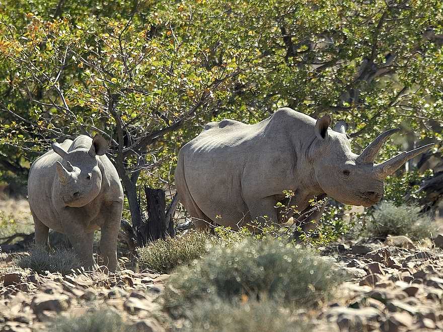 Desert Rhino Camp: Spitzmaulnashörner im Schatten Desert Rhino Camp: Spitzmaulnashörner im Schatten
