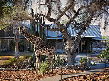 Epako Safari Lodge and Spa: Eine Giraffe vor der Lodge