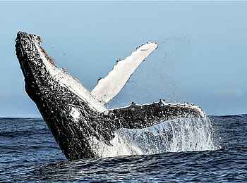 Grootbos Forest Lodge: Buckelwal Grootbos Forest Lodge: Buckelwal