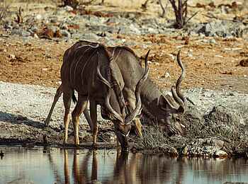 Hoanib Elephant Camp: Kudus beim Trinken